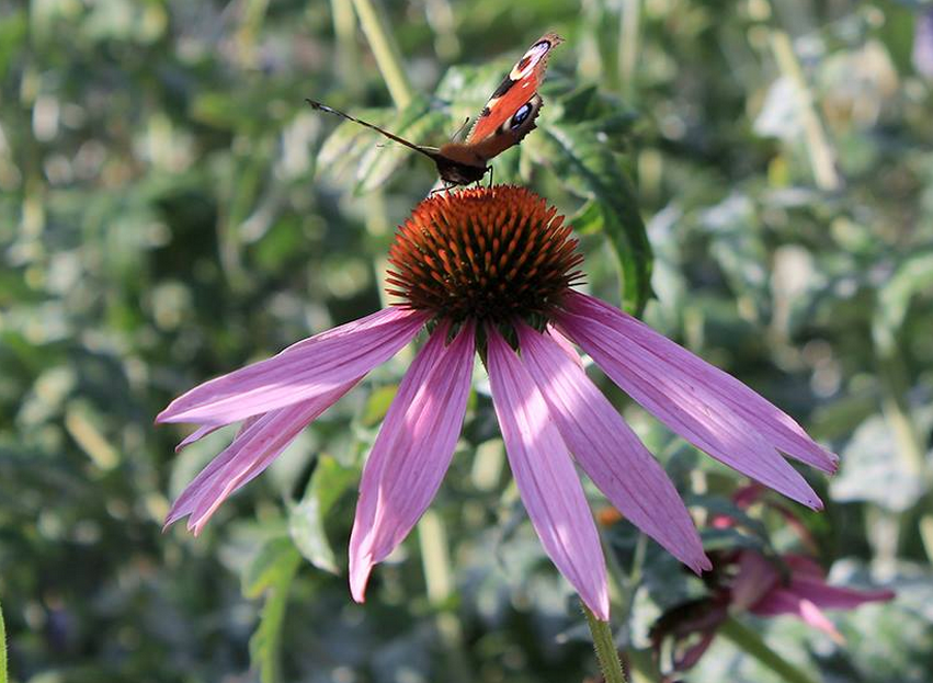 Echinacea flower, WALA Gardens Bad Boll